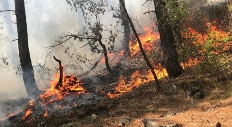 Orman kanunu düzenlemesi:  Ormanlara yıkıntı veya inşaat atığı atmak "orman suçu" sayılacak