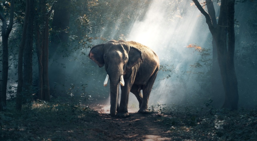 Hindistan'da pirinç için halka saldıran fil yakalanacak