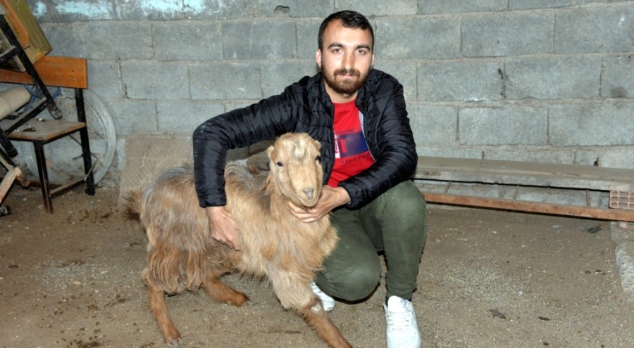 47'nci günde enkazdan bir keçi sağ çıktı