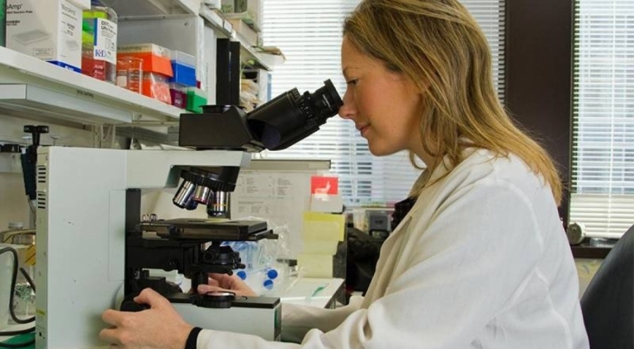 İngiltere'de genetiği düzenlenmiş gıda geliştirmek yasal oldu