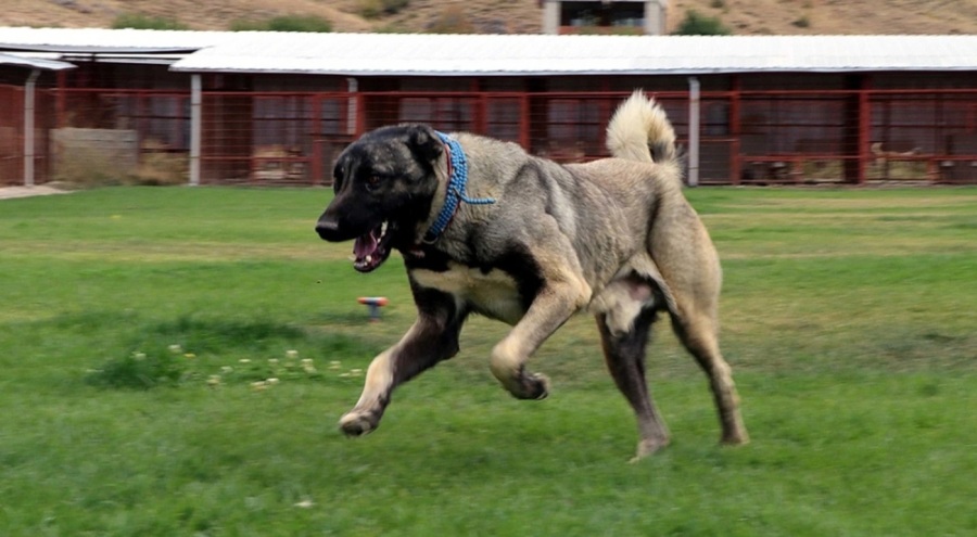 Kayseri'de vahşet: Ayakları bağlanmış köpeklerin cansız bedeni bulundu