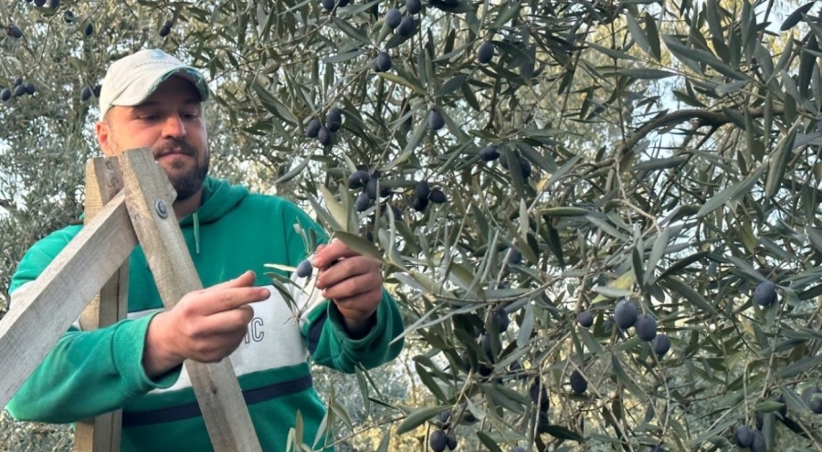 Bursa İznik'te mart ayında zeytin hasadı! "Ne dedemden, ne de babamdan böyle bir şeyin olduğunu duydum"