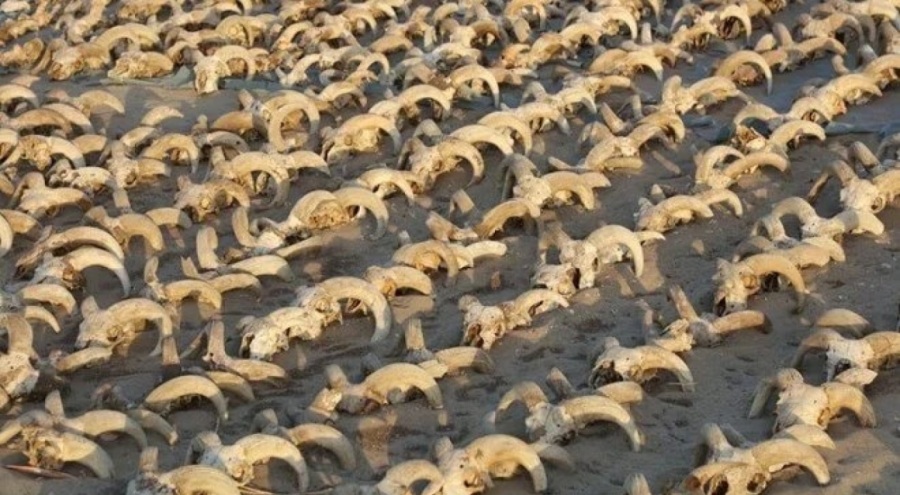 Mısır'da 2 bin mumyalanmış koç başı bulundu