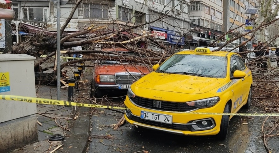 Asırlık ağaç, iki otomobilin üzerine devrildi