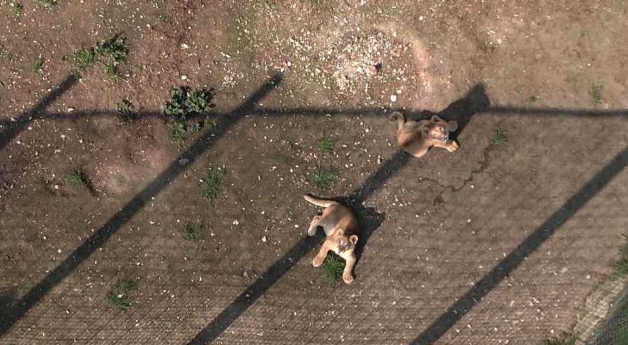 Bursa Hayvanat Bahçesi'nde ilk defa dron gören minik aslanlar
