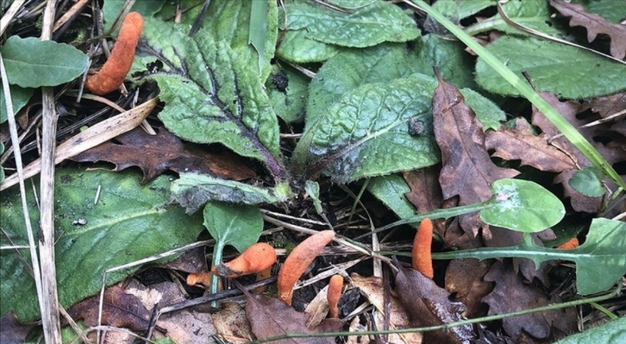 Zombi mantarı İstanbul'da görüldü