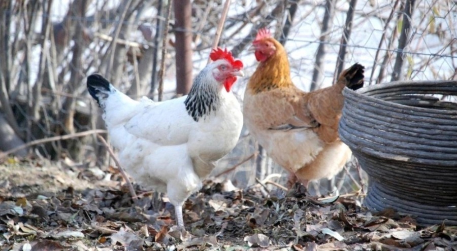 Bahçeye giren tavuk yüzünden 10 kişi yaralandı