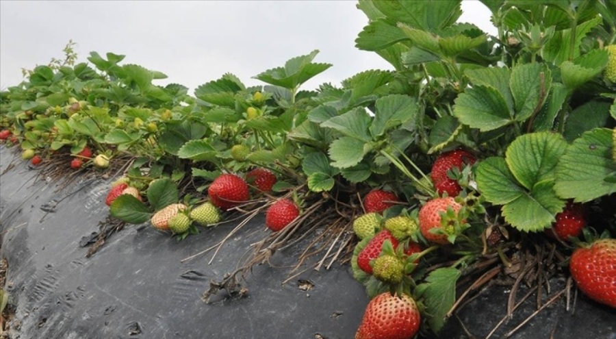 Silifke çileğinde hasat sezonu başladı