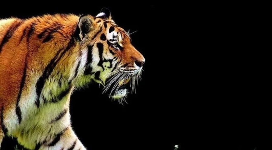 ABD'de iki kaplan fırtınadan hasar alan safari parkından kaçtı