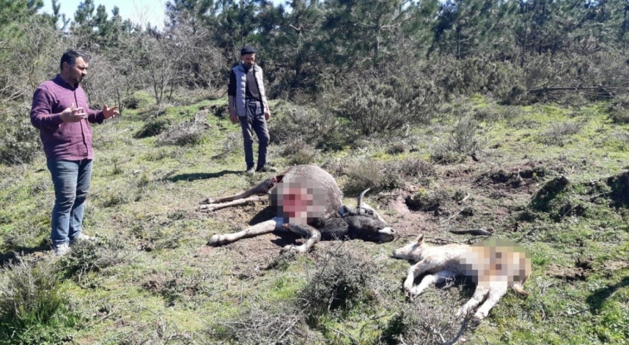 Kurtlar, besicinin ineklerine saldırdı