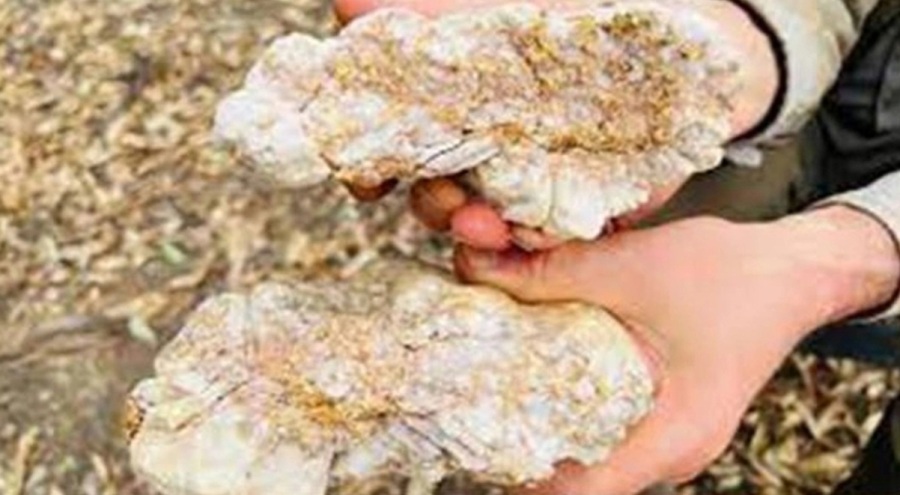 Altın avcısı 4.6 kilogramlık külçe buldu!