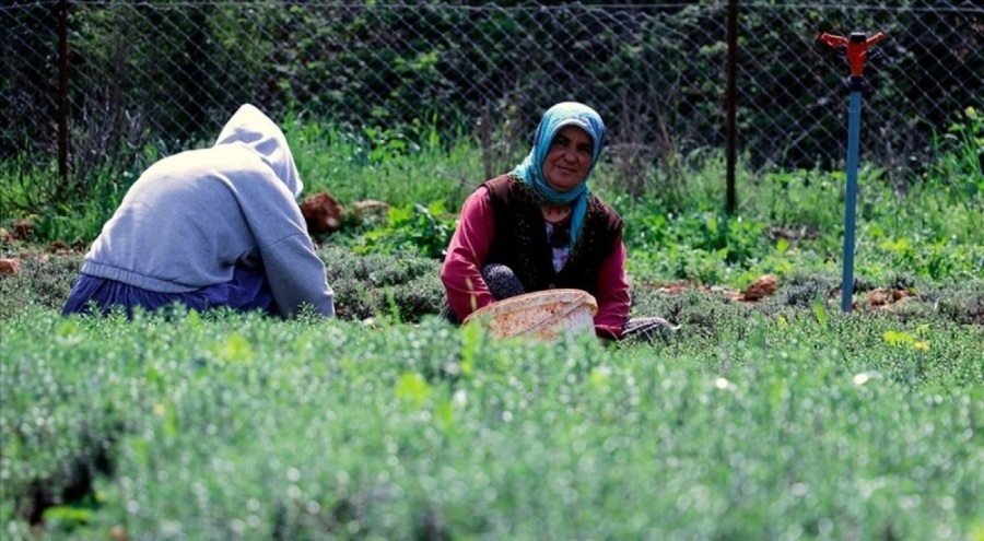 Depremler zahter üretimini olumsuz etkiledi