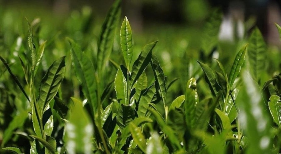 ÇAYKUR 1365 mevsimlik işçi alacağını açıkladı