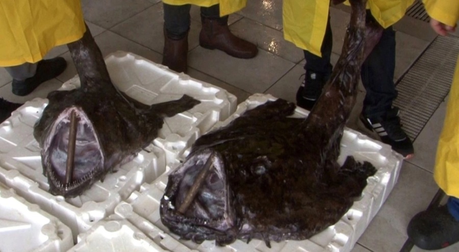 İstanbul'da ağlara takıldı: Canavara benziyor