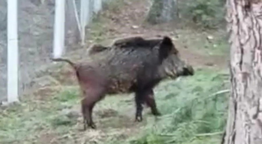 Eskişehir'de domuzlar şehir merkezine indi