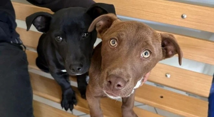 Köpeği çalınınca polise şikayet etti! 66 bin lira ceza yedi