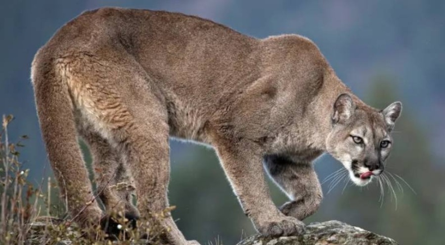 Jakuzide dinlenen çifte puma saldırdı