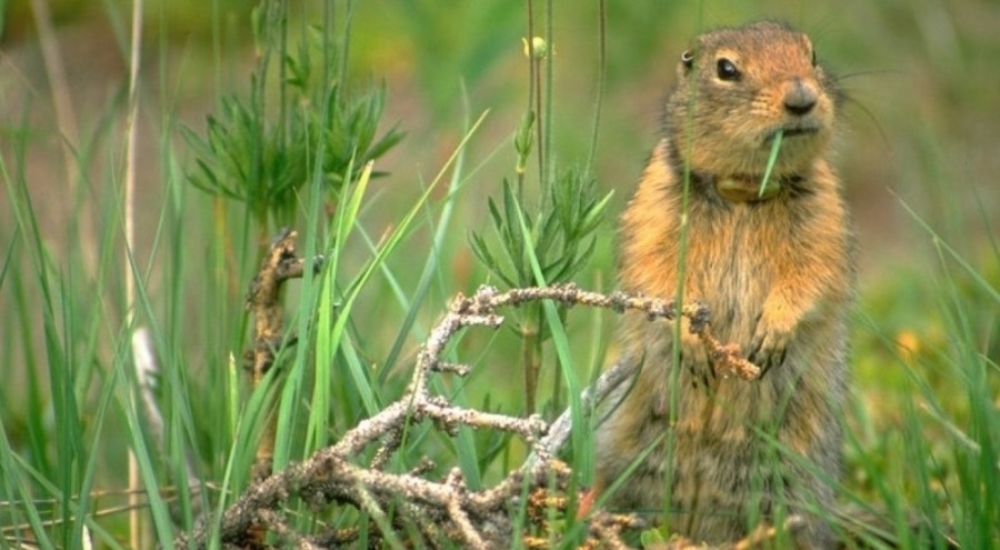 Buz Devri sincabı bulundu
