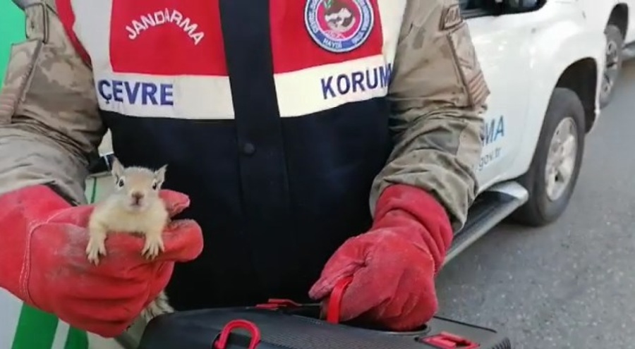 Jandarma, yolcu otobüsü bagajında 15 yavru sincap buldu