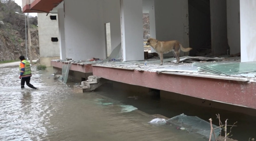 Yusufeli'nde baraj suyu altında kalan binalarda mahsur 'can dostlar' kurtarıldı