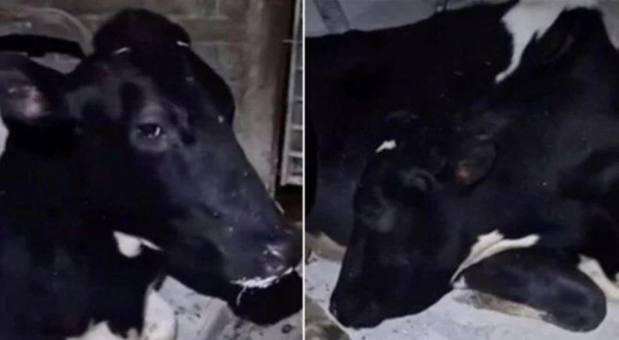 İngiltere'de bir inek süt vermemek için uyku taklidi yapmaya başladı