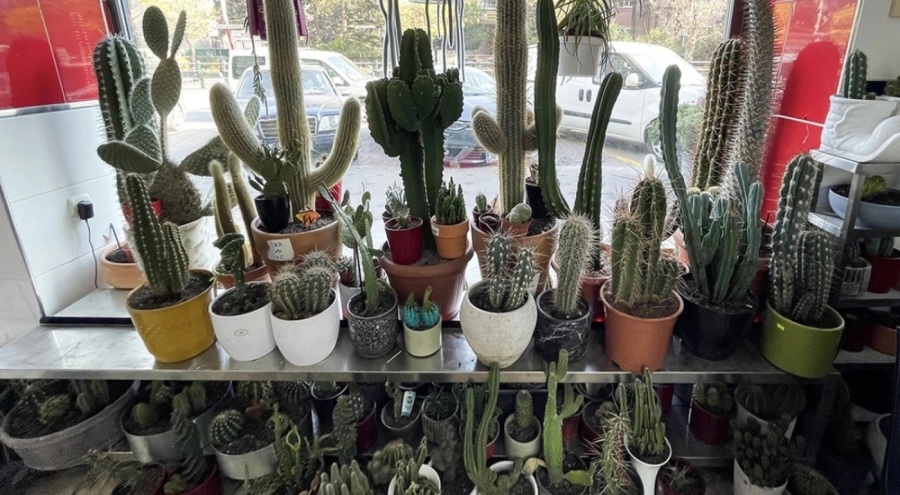 Bilim insanları bitkilerin sesler çıkardığını keşfetti!