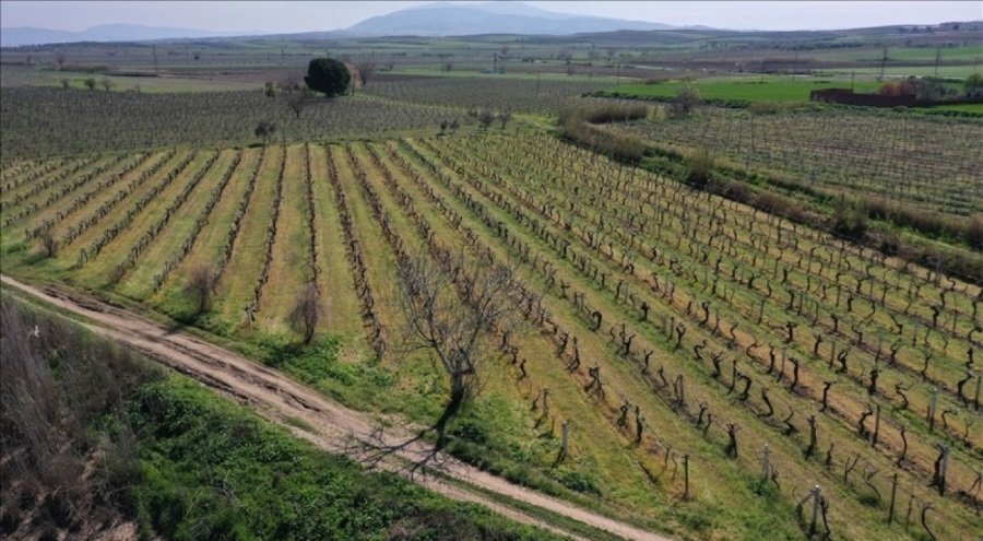Manisa'da üzüm bağları dondan etkilendi