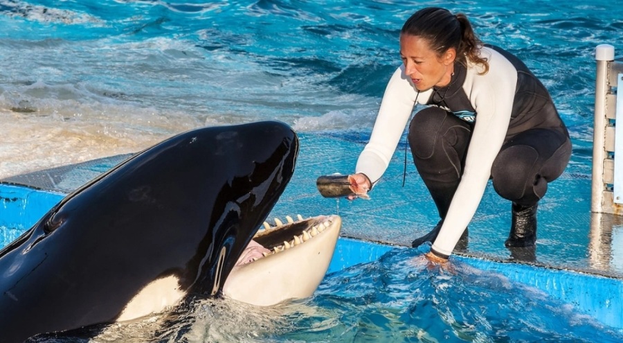 'Lolita' 52 yıllık esaretten sonra okyanusa bırakılıyor