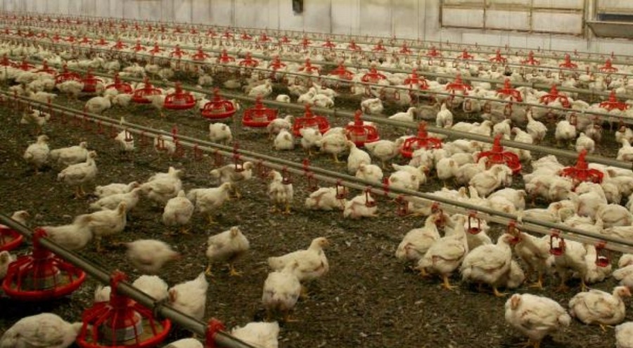 Senegal'de kuş gribi alarmı