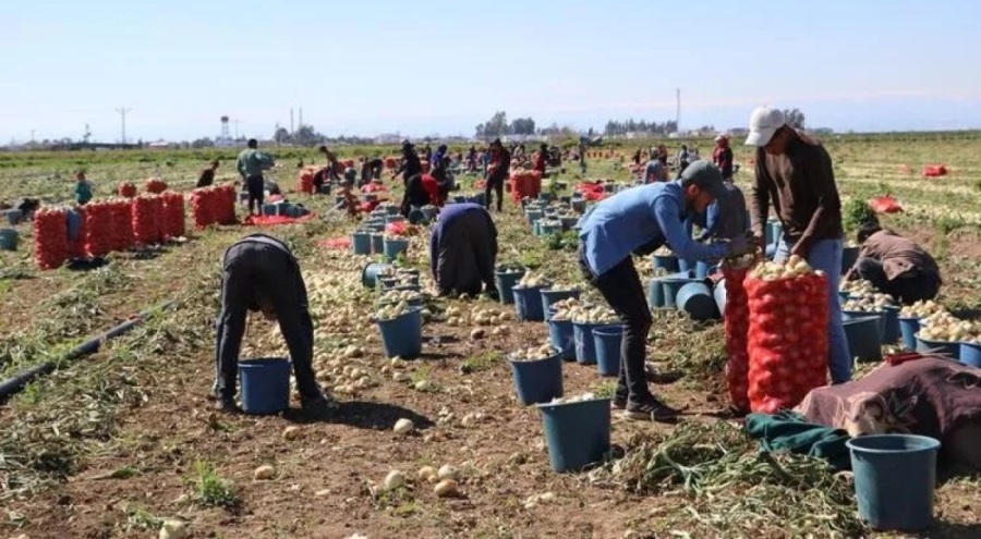Soğan fiyatları düşecek!