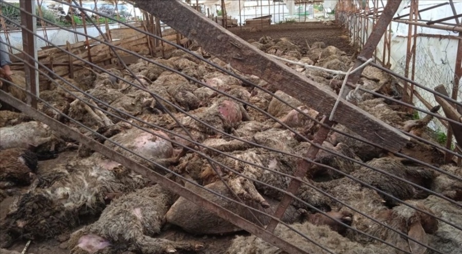 Ağıla giren kurtlar 243 küçükbaş hayvanı telef etti