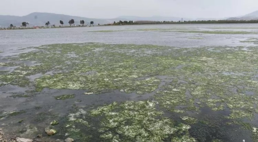 İzmir Körfezi'nde son 1 yıldır deniz marulları görülüyor