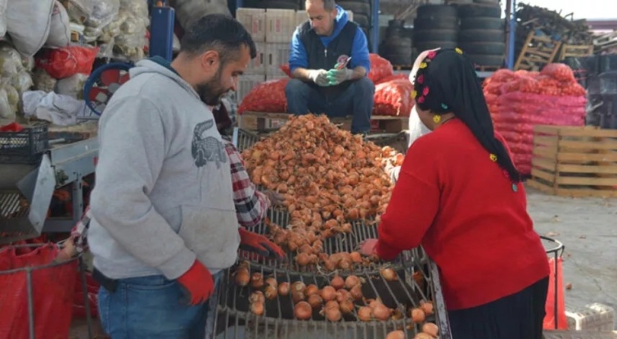 Adana'da soğan hasadı başladı