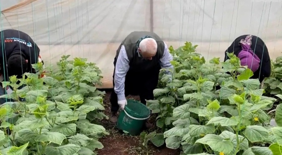 Kahramanmaraş'ta ilk salatalık hasadı başladı