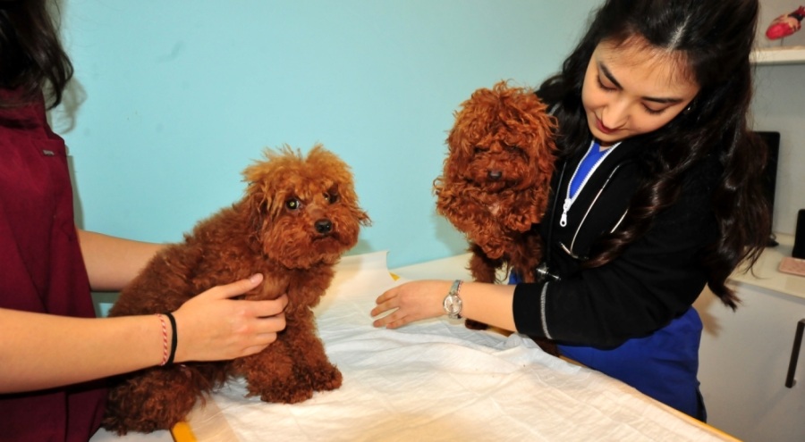 Türkiye'ye kaçak getirilen köpekler Bursa'da tedaviye alındı