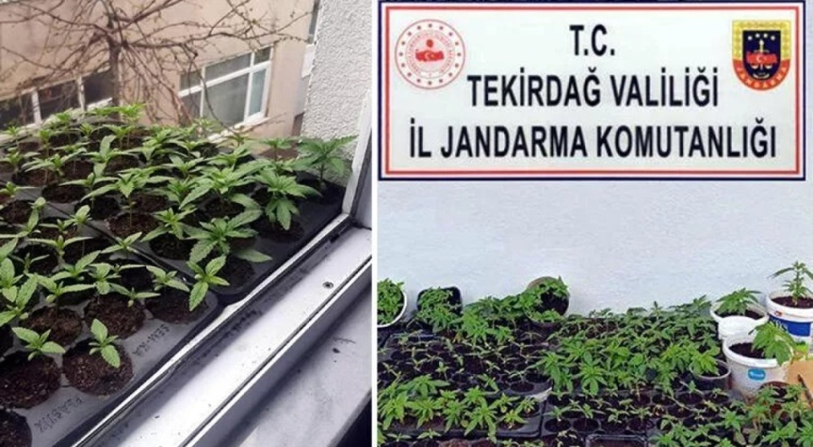 Evinin balkonunda Hint keneviri yetiştiren şüpheli yakalandı