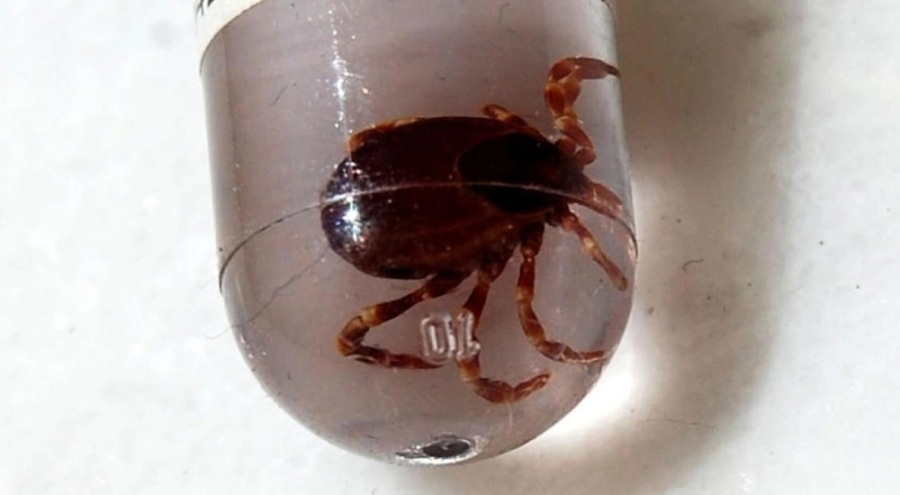 Yeni bir kene virüsü tespit edildi