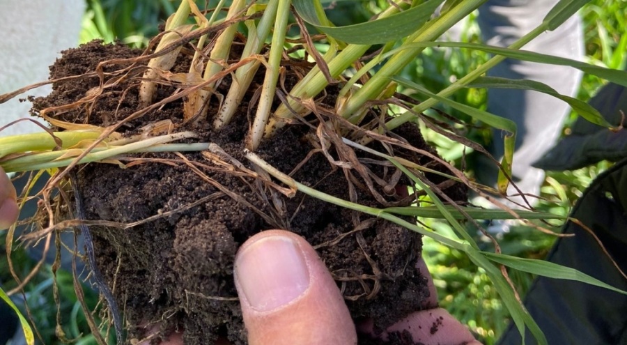 Bitkilere verilen besin maddesi zehirliyor!