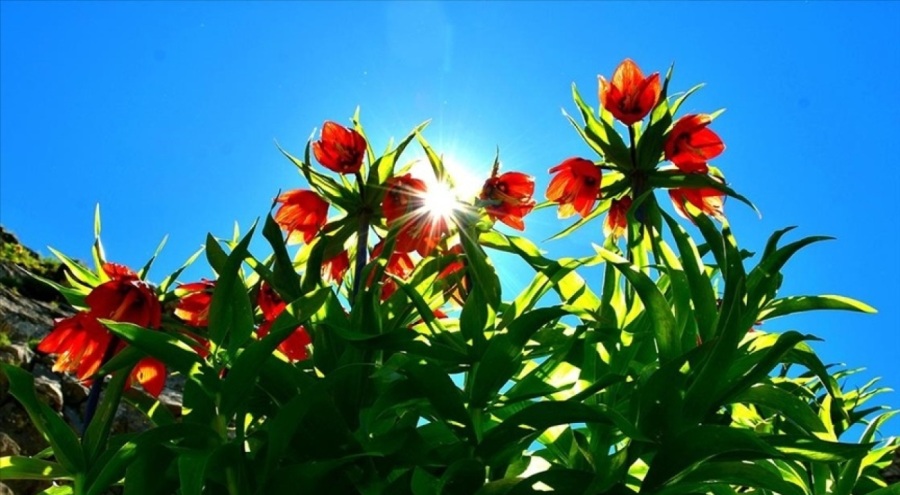 Ters laleyi koparanlara 244 bin 315 lira ceza uygulanacak