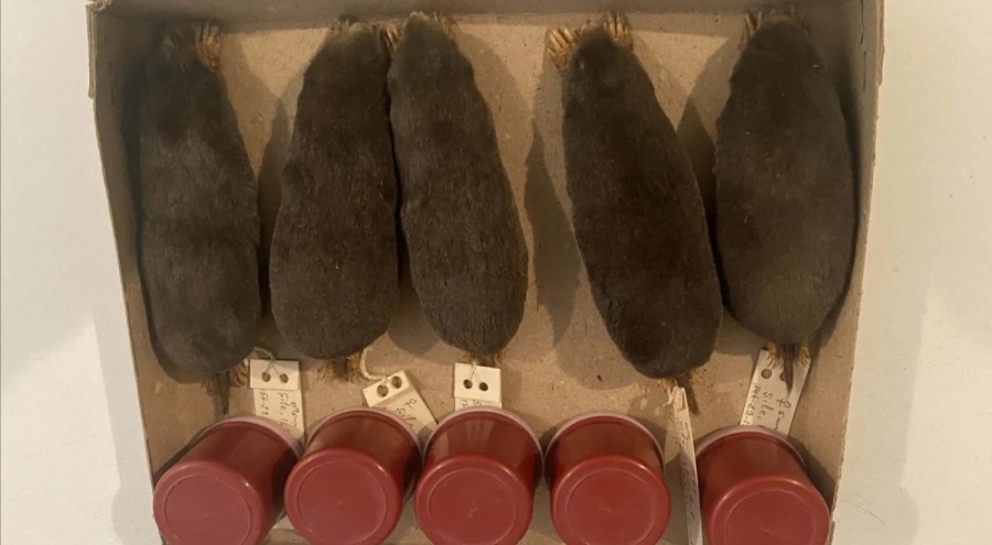 Türkiye'de yeni tür tespit edildi! Batı Karadeniz'de yayılıyor