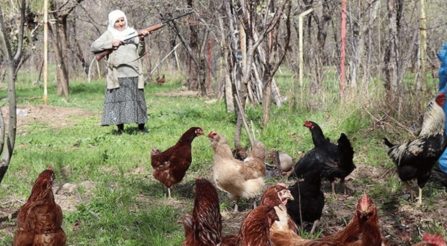 Tavuklarını korumak için elinde tüfekle nöbet tuttu