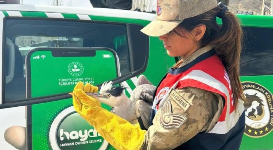 Hakkari'de gri balıkçıl türü kuş bulundu