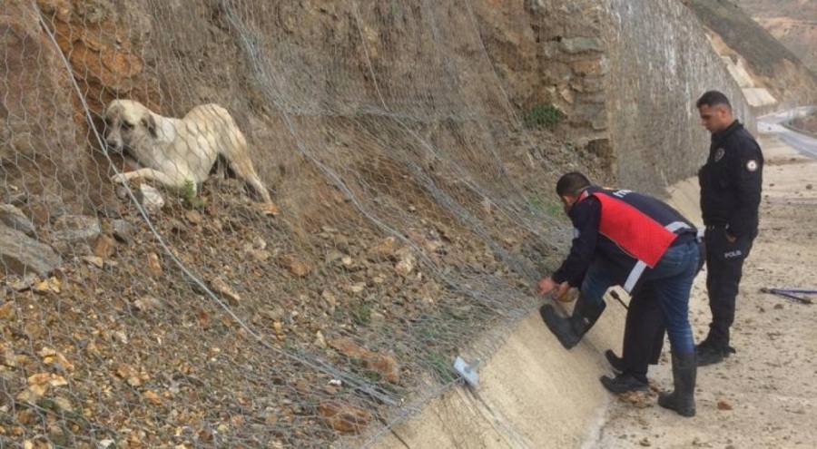Kara yolunun kenarındaki ağa takılan köpek kurtarıldı