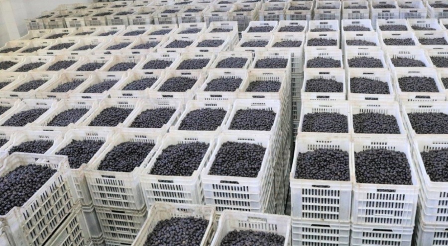 Zeytincilere çifte bayram! Marmarabirlik bayram öncesi ödeme yapacak