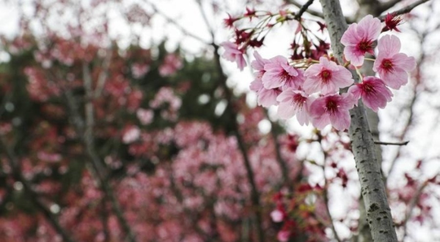 Sakura ağaçları İstanbul'da çiçek açtı