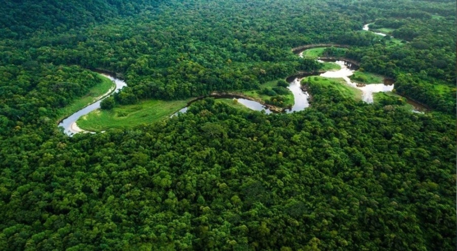 Amazon ormanları her yıl 15 milyondan fazla hastalık vakasının önüne geçiyor