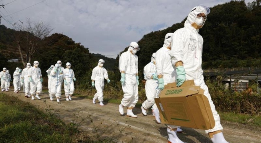 Japonya'da kuş gribi salgını:  Öldürülen tavukları gömecek yer kalmadı