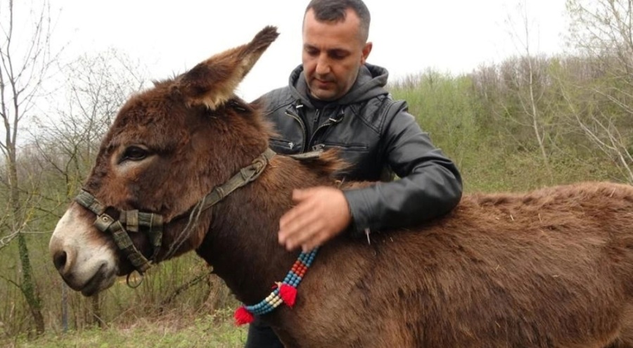 7 bin 500 TL'ye internetten satışa çıkan eşek fenomen oldu