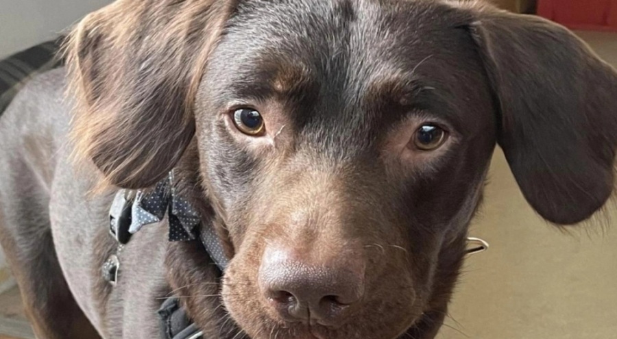 Alkol bağımlısı köpek tedavi oldu