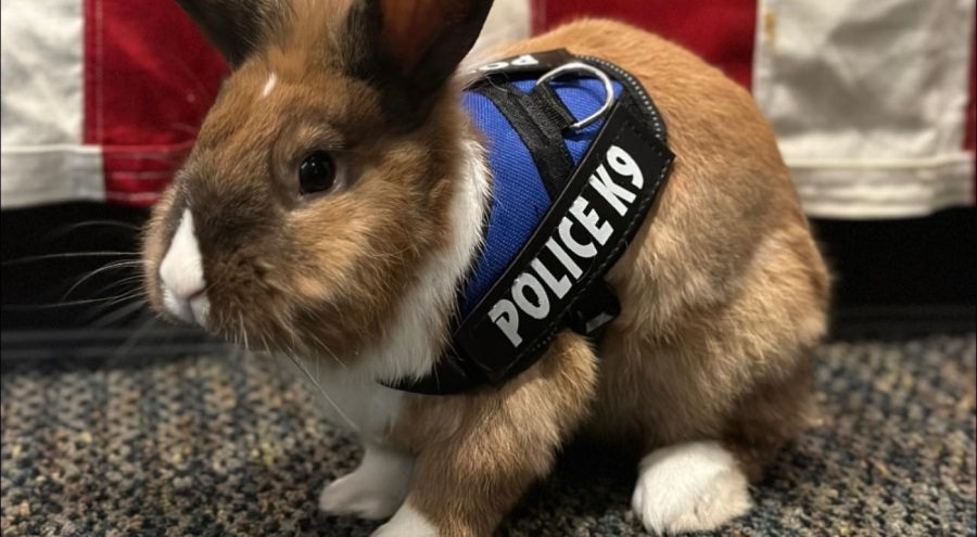 'Tavşan polis' sosyal medyada ilgi çekti